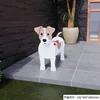 Jack Russell 540g