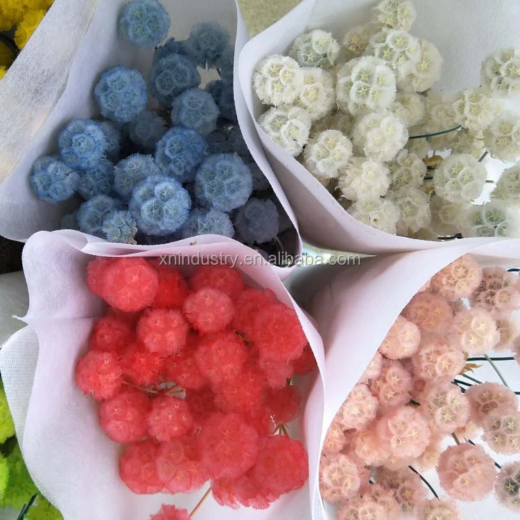 Flower Base Direct Sales Touch Candied Flowers Windmill Fruit Pristimera Cambodia Flowers