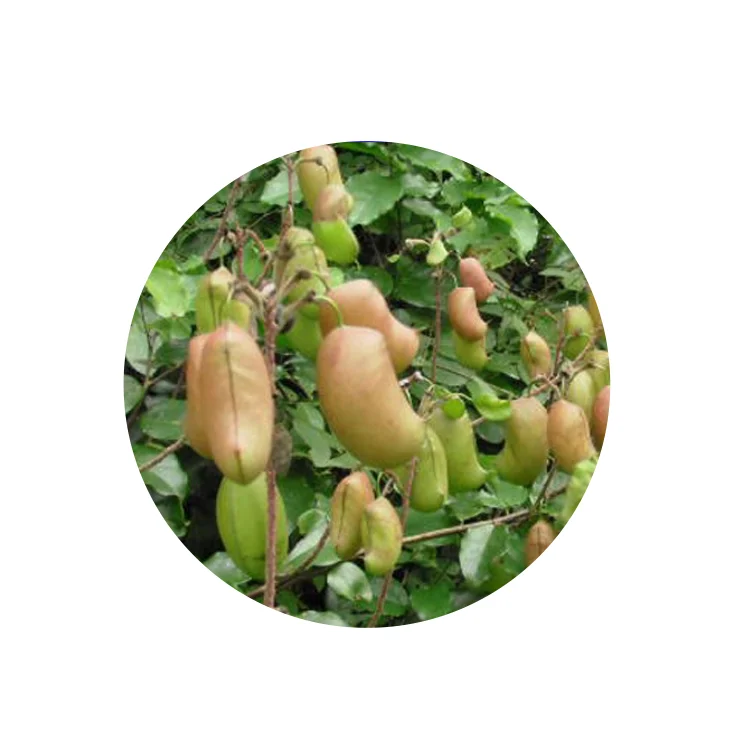 Healthcare Supplement Griffonia Simplicifolia Seed