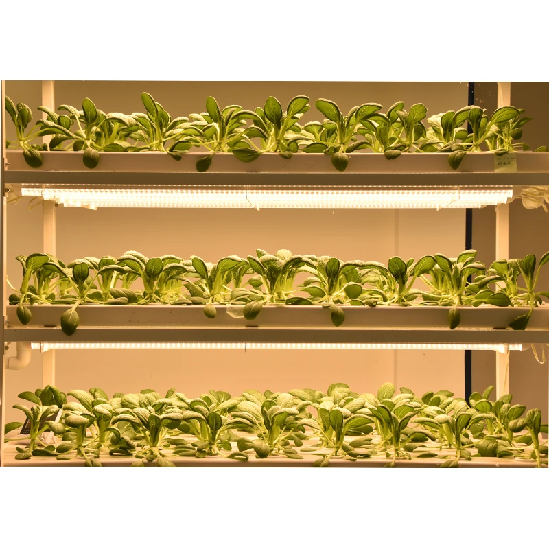 Nft Led Factory Low Price Hydroponic NFT System Equipment With LED Grow Light ...
