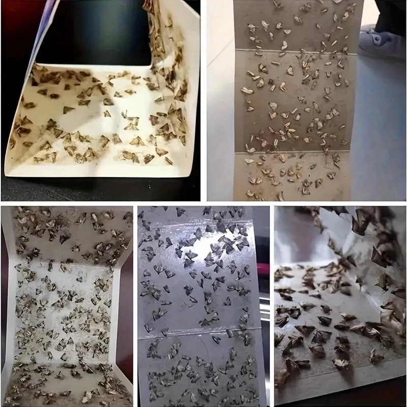 POPTRAP 10 Pack Pantry Moth Traps, Non-Toxic Glue Moth Trap For Food And Cupboard, Traps With Natrual Pheromones, Wood Grain Appearance For Pantry Moths