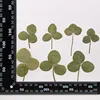 MH715 Baichezhoucao Natural green