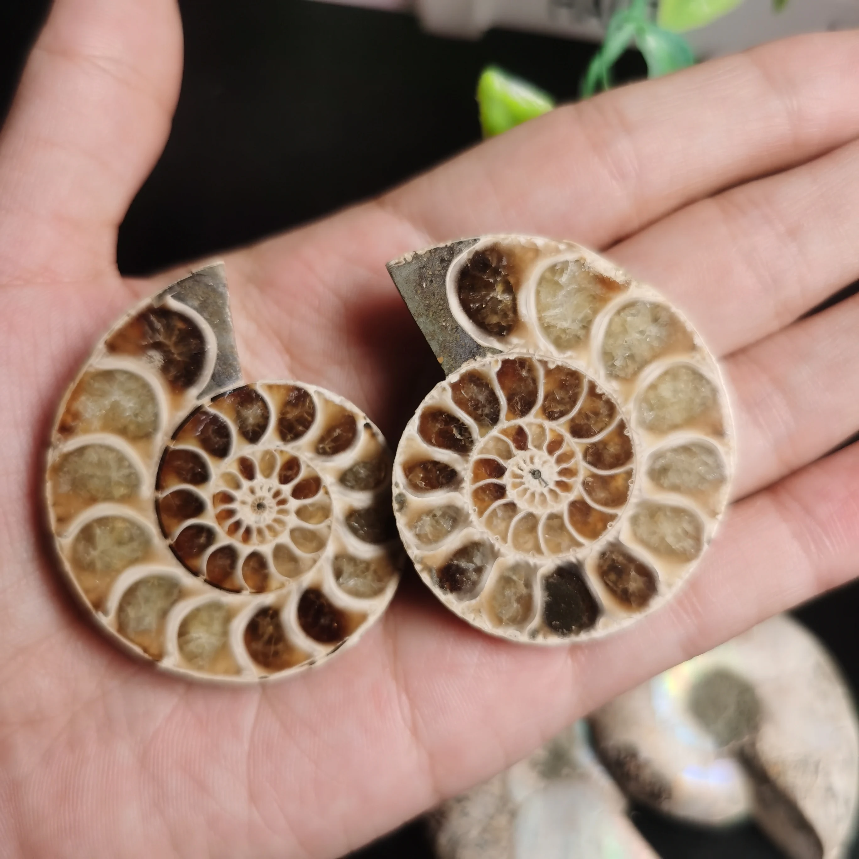 Conch Fossils Slice Rainbow Ammonite Fossil Stone Snail Conch Fossil Specimen