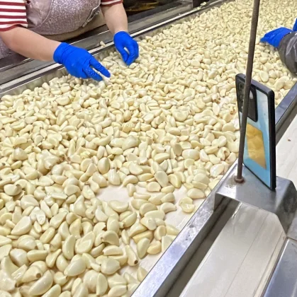 Dehydrated Garlic Slices for Wholesale | Bulk B2B Supply H89ae65a08fe240b79760d6dd30186dcdc