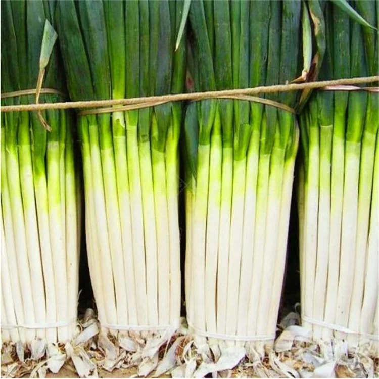 Fresh Scallions Shandong Origin Chinese Fresh Vegetables For Sale 3kg ...