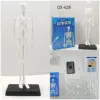 QS-628 cornice dello scheletro del busto umano da 35cm