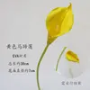 A Yellow Horseshoe Lotus