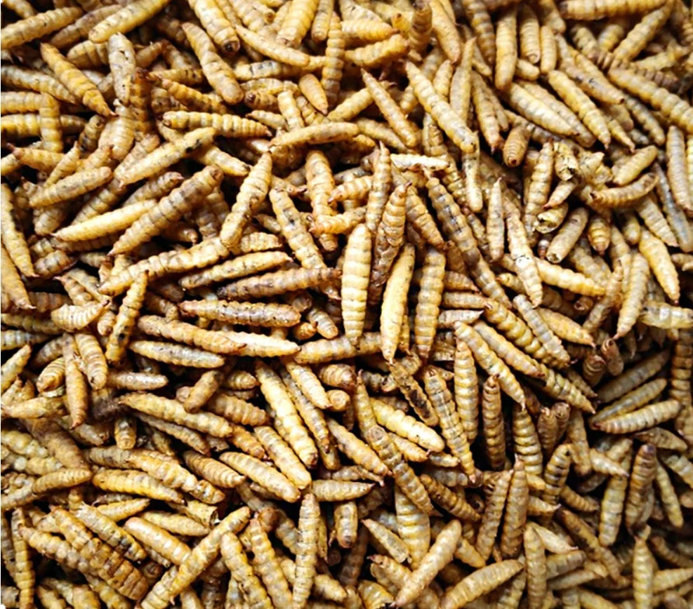 Dried Black Soldier Fly Larvae Dried Bsf Larvae Insect Factory - Buy ...