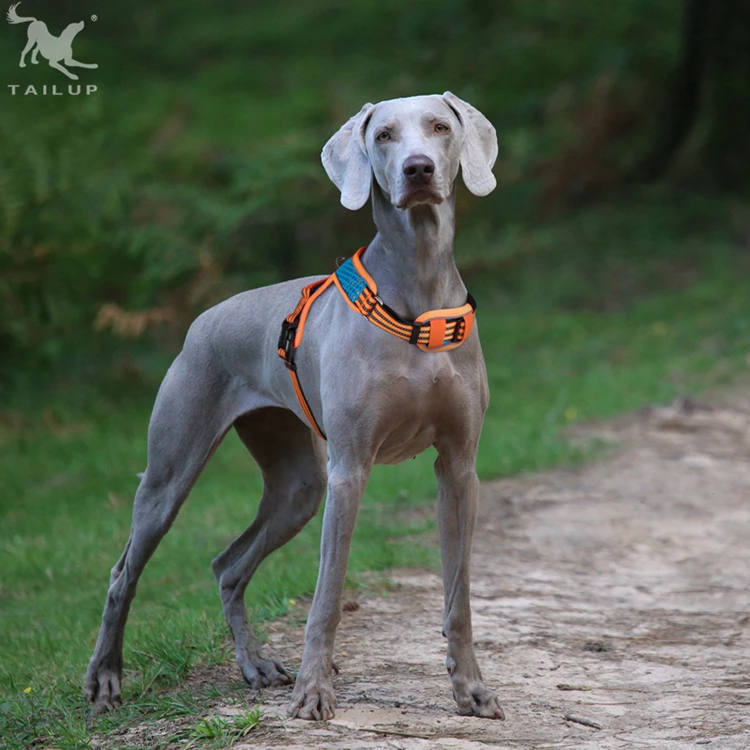 Tail Up Neck Padded Mesh Dog Harness No Choke Buy Dog Harness,Padded