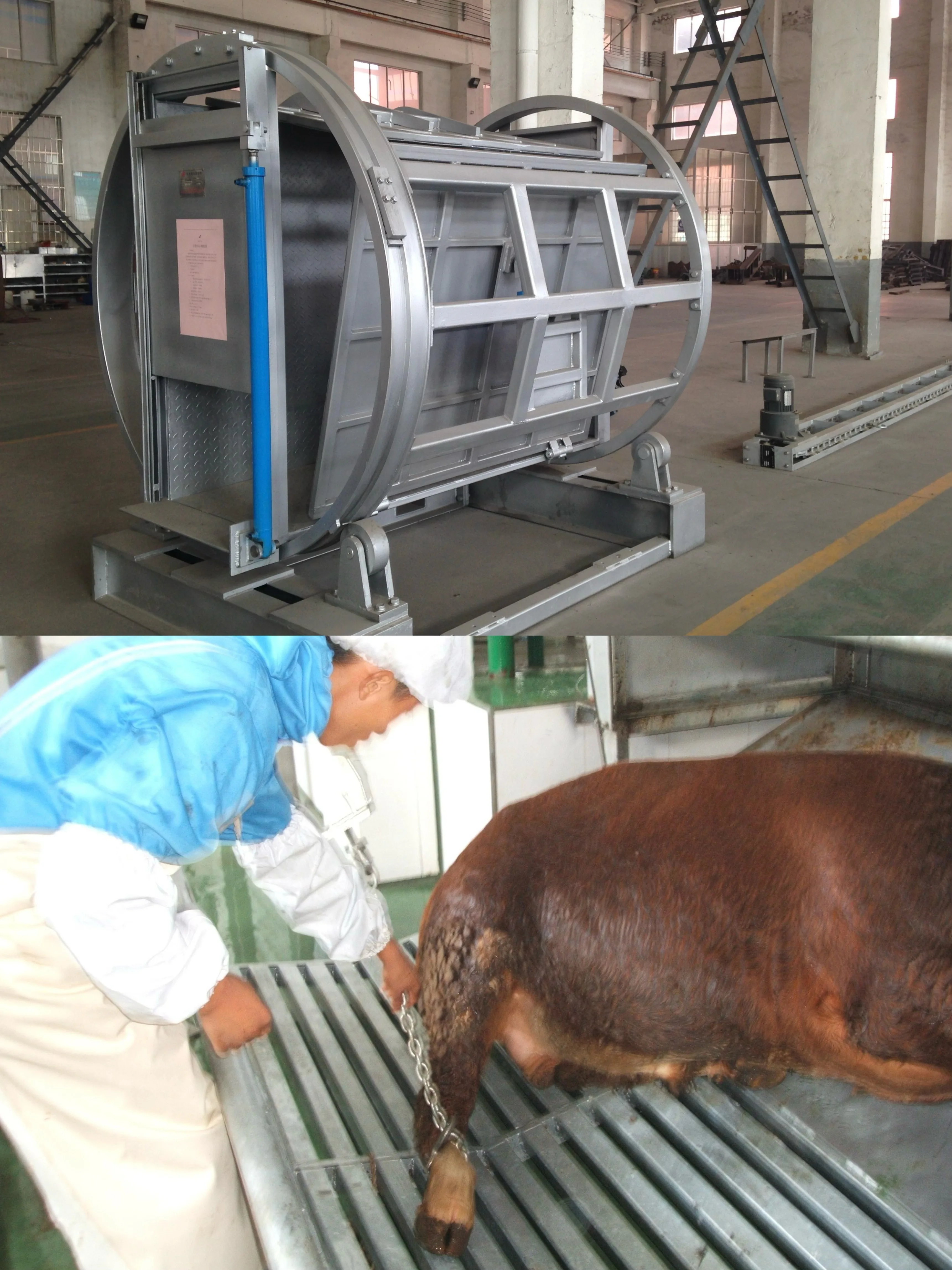 Complete cattle slaughtering line equipment for modern cattle slaughterhouse