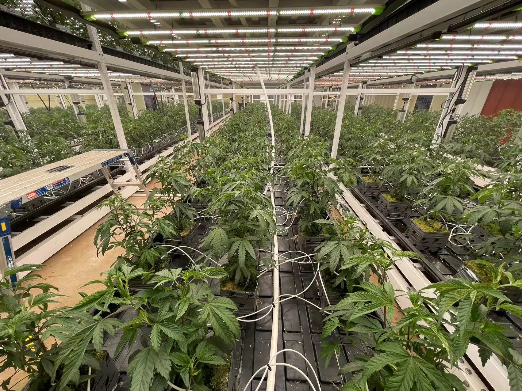 View of Vertical Farming 2 Layers Mobile Vertical Grow Rack Systems For Indoor ...
