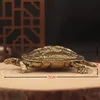 Longevity Turtle