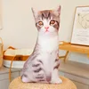 Kitten