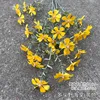 14#  Begonia selvatica multiforme gialla
