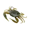 Oliva
