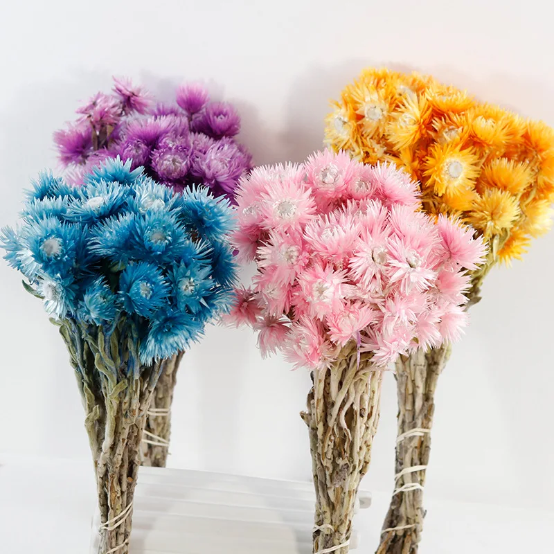 E333 Preserved Real Strawflower Fresh Flowers Dried Rock Chrysanthemum Daisy Flowers For Floral