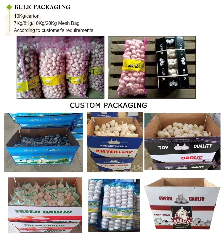 Garlic in Chinese Factory Fresh White Garlic Exporter