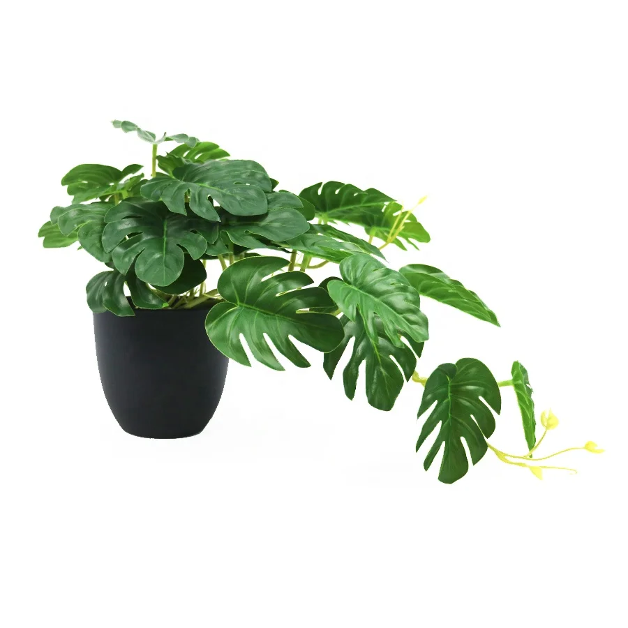 standort bonsai ficus Ficus microcarpa 'Ginseng' Bonsai kaufen