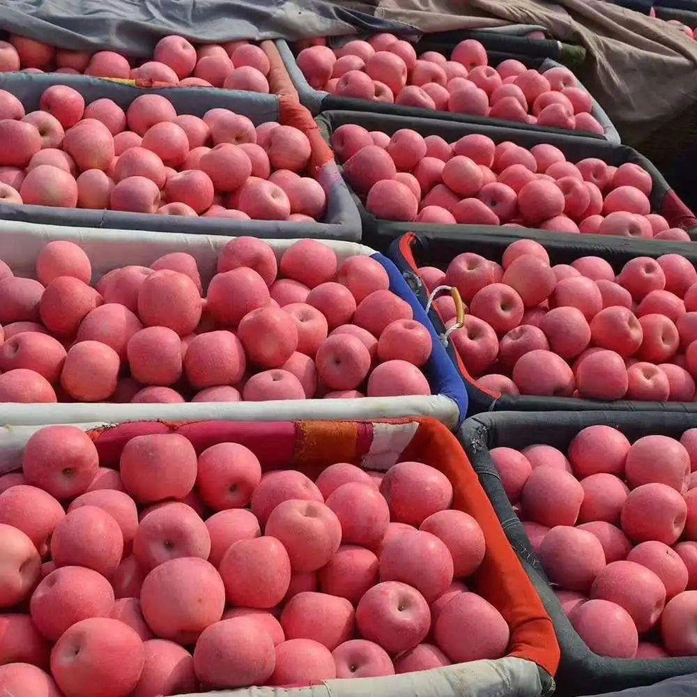 Most Popular in Poland Common Type Red Fuji Apple Fresh