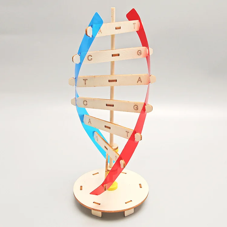 DNA Double Helix Structure Model Technology Small Handmade Diy Human Gene Biological Science Experiment Equipment DNA Model
