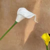 #1 White