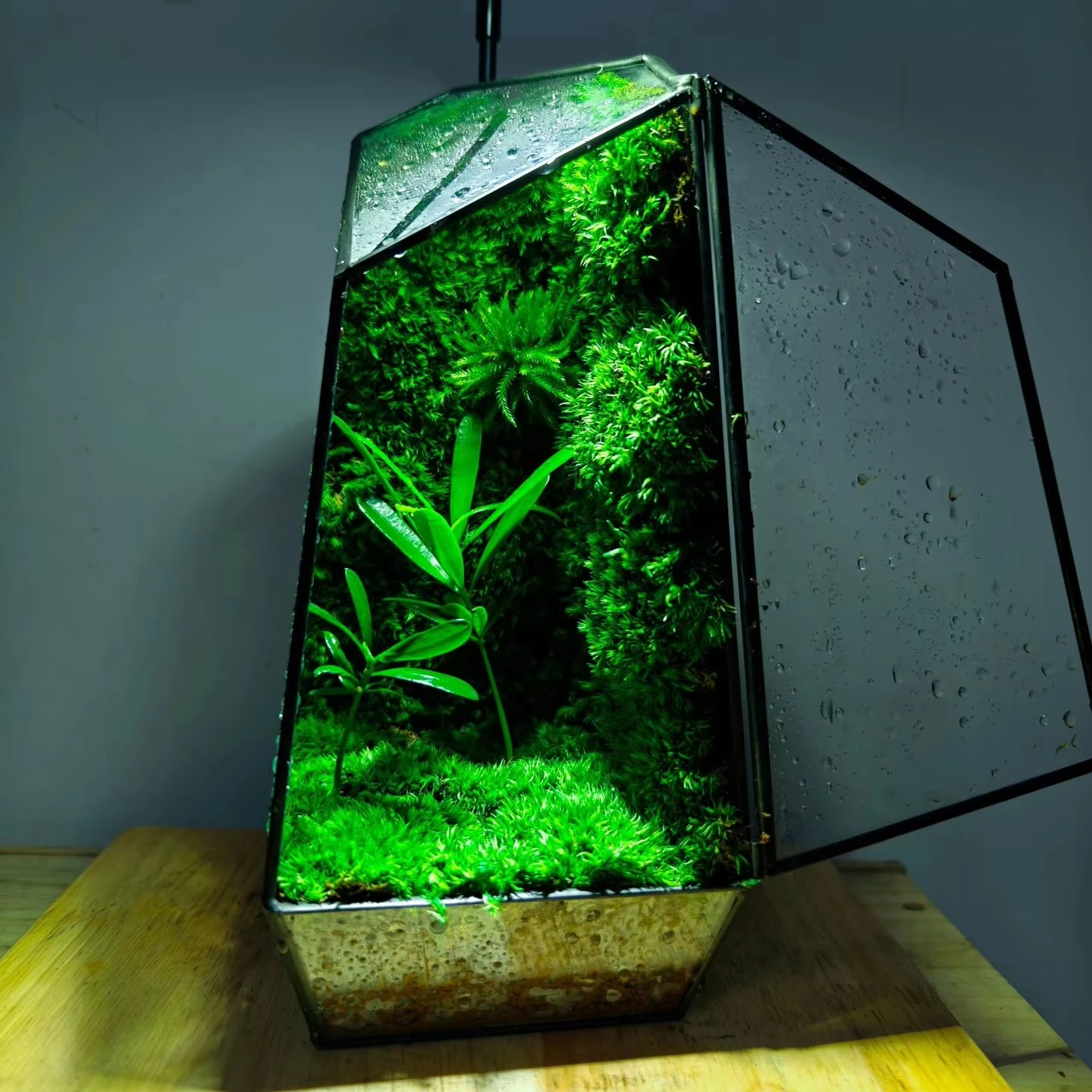 EG-V036 консервированный мох эко натуральный зеленый настенный каркас для рисования живых растений столик Декор Террариум растения и