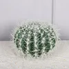 cactus diamètre 25cm