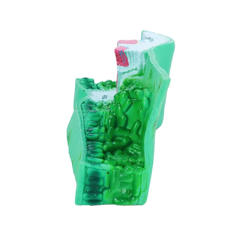 Sciedu Teaching Equipment Biology Model Leaf Structure Anatomy Model Plant Cell Model Teaching Aid