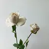 แชมเปญ