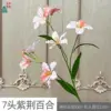 Bauhinia Lily LYS Champagne de 7 cabezas