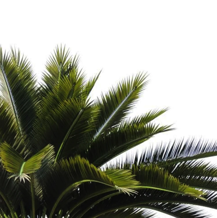 Artificial Fake Fan Palm Tree Leaves Barhi Date Palm Tree in Saudi Arabia
