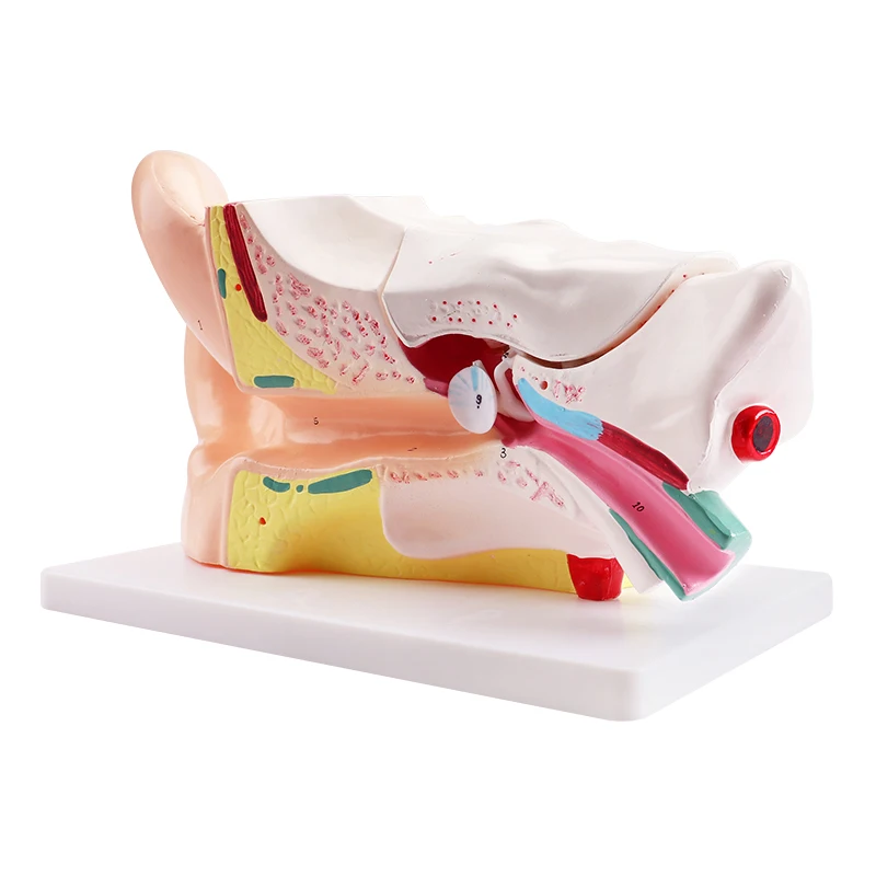 Человеческая 6 раз анатомическая модель уха для медицинского инструмента