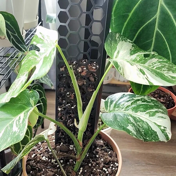 Новая идея для тех, кто увлекается 2022 пластмассы мох полюс стекируемые вьющееся растение опоры для комнатных растений криперы мох палочки