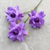 Amante sin hojas rosa-púrpura intenso