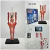 QS-630 modello di busto umano da 35cm con muscolo