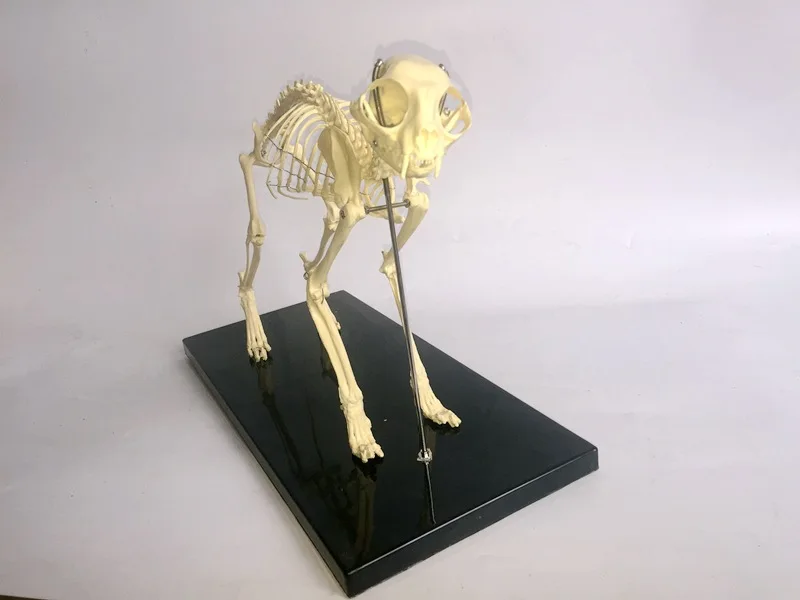 feline skeleton