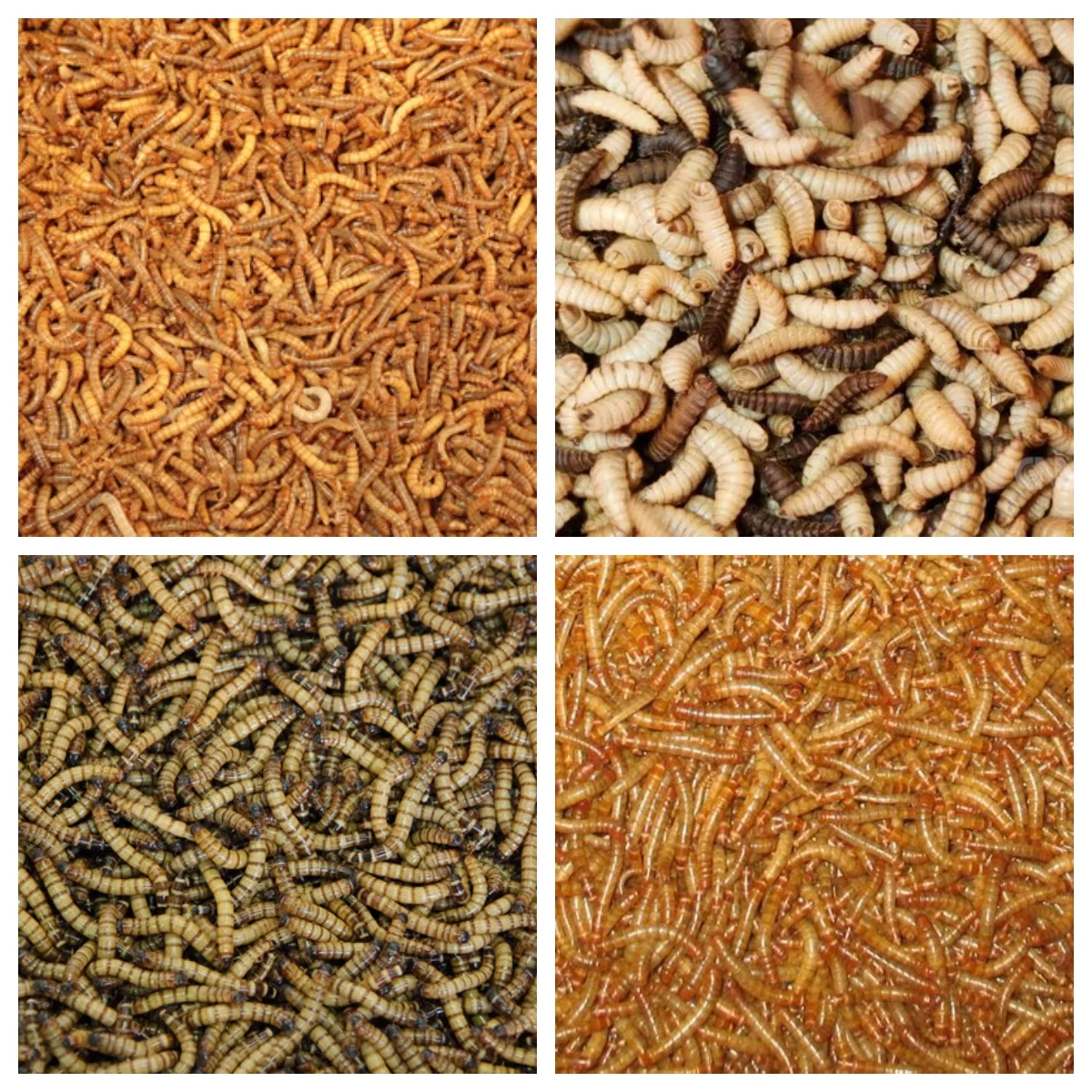 Automatic BSF Worm Drying Equipment Larvae Quick Drying Microwave Insect Larvae Dryer Machine