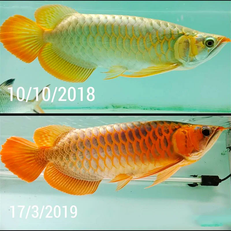 キ*ン様 Arowana Magical Light Series Zaohetian Tanning Lamps for Aquarium - 6700K & 13000K