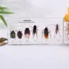 White  Specimens of six pests