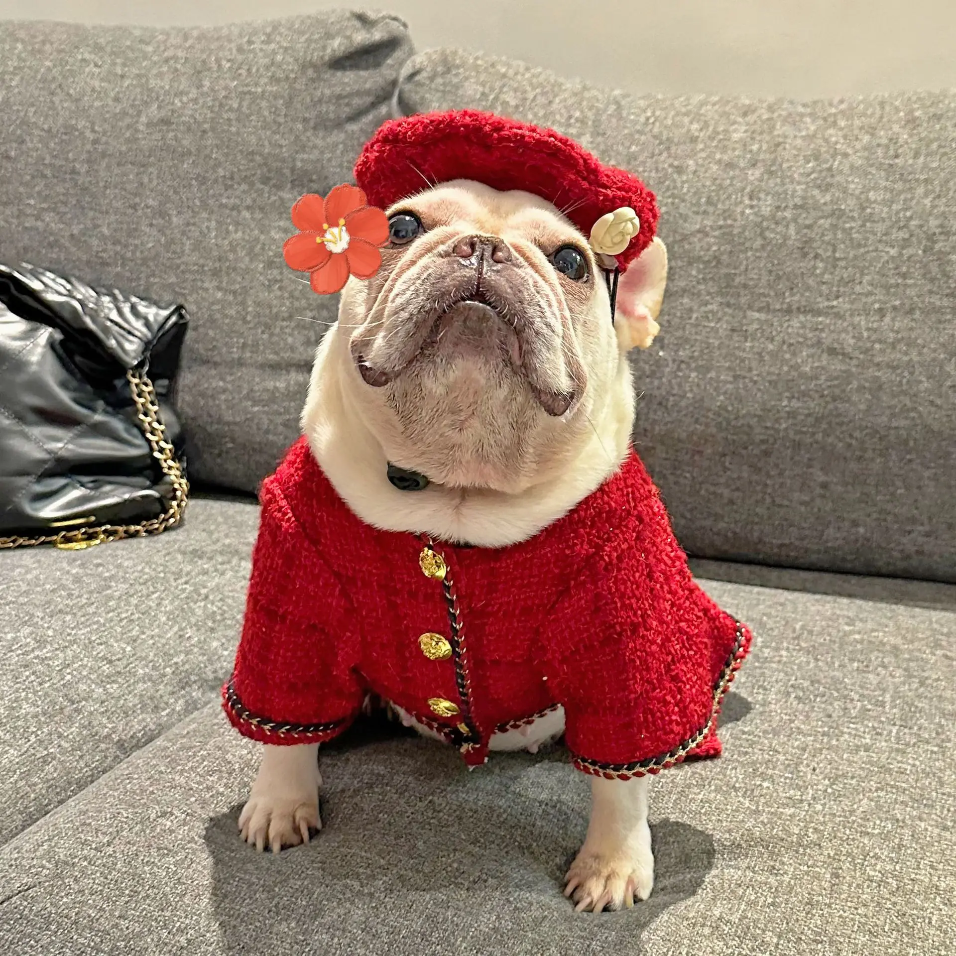 Designer Clothes Branded Dog Clothes Bear Cute Dog Sweatshirt With