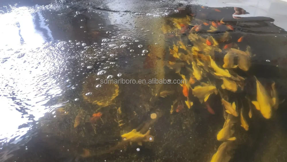 Recirculating Aquaculture System RAS for Fish Aquaculture Equipment  Tilapia Breeding Equipment