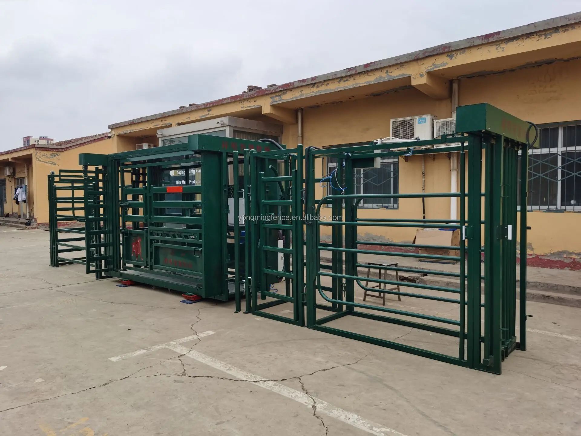 livestock-farm-equipment-full-automatic-cattle-weighing-and-grouping