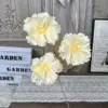 Y-Orchid Flower-Champagne