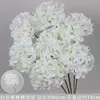 Hortensia piruleta blanca