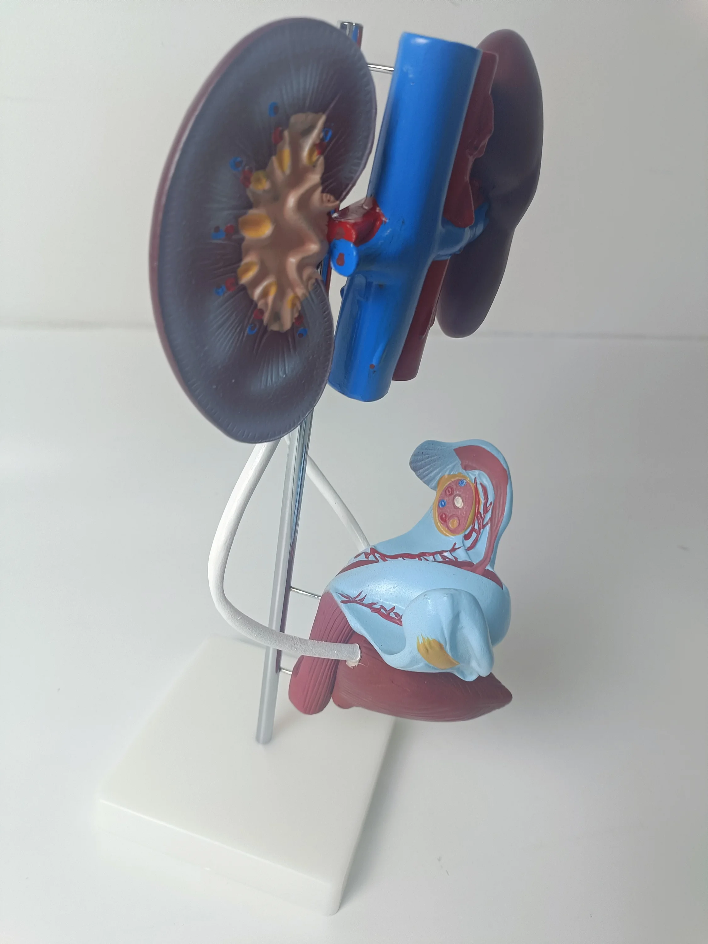 Medical Practice Training PVC 3D Human Authentic Demonstration Anatomy Female Reproductive System Model for Study Teaching