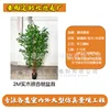 Bonsái de ginkgo verde de madera maciza de 2 metros (enlace de depósito)