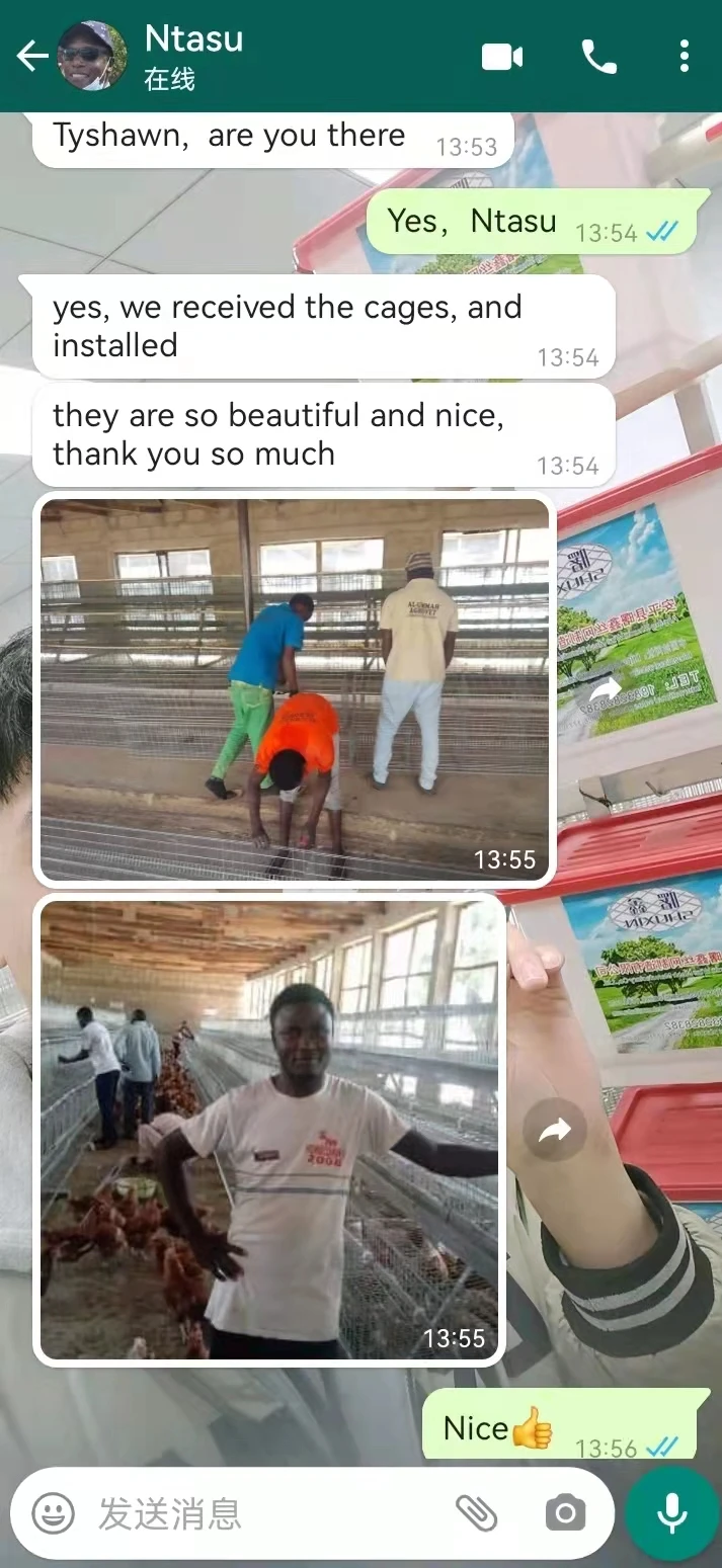 250 Birds Capacity Cage Kenya Layer Second Hand Chicken Cages For 2000