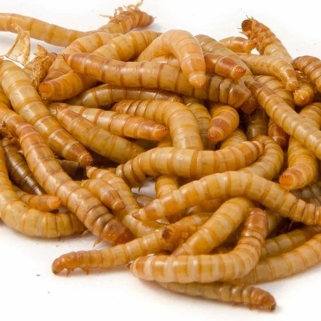 best quality dried yellow mealworm for feeding in 50kg bags,buy