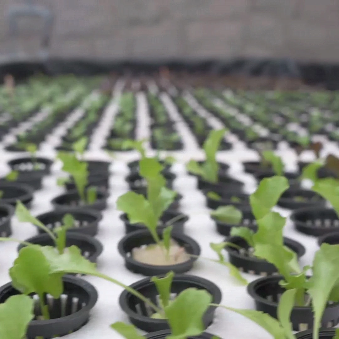 floating raft hydroponics