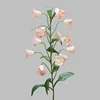 Rosa cipria